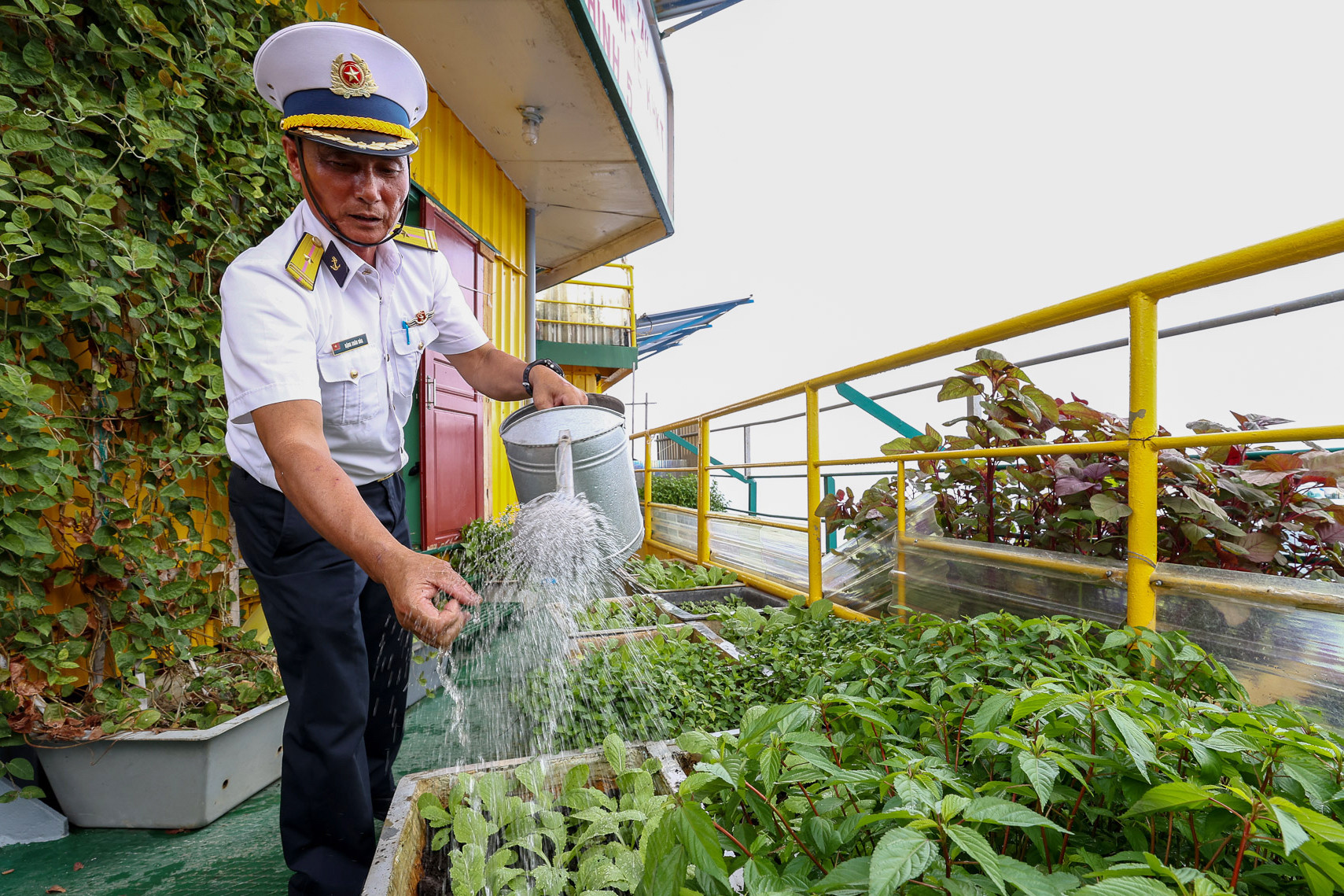 'Cánh đồng' rau ở Trường Sa