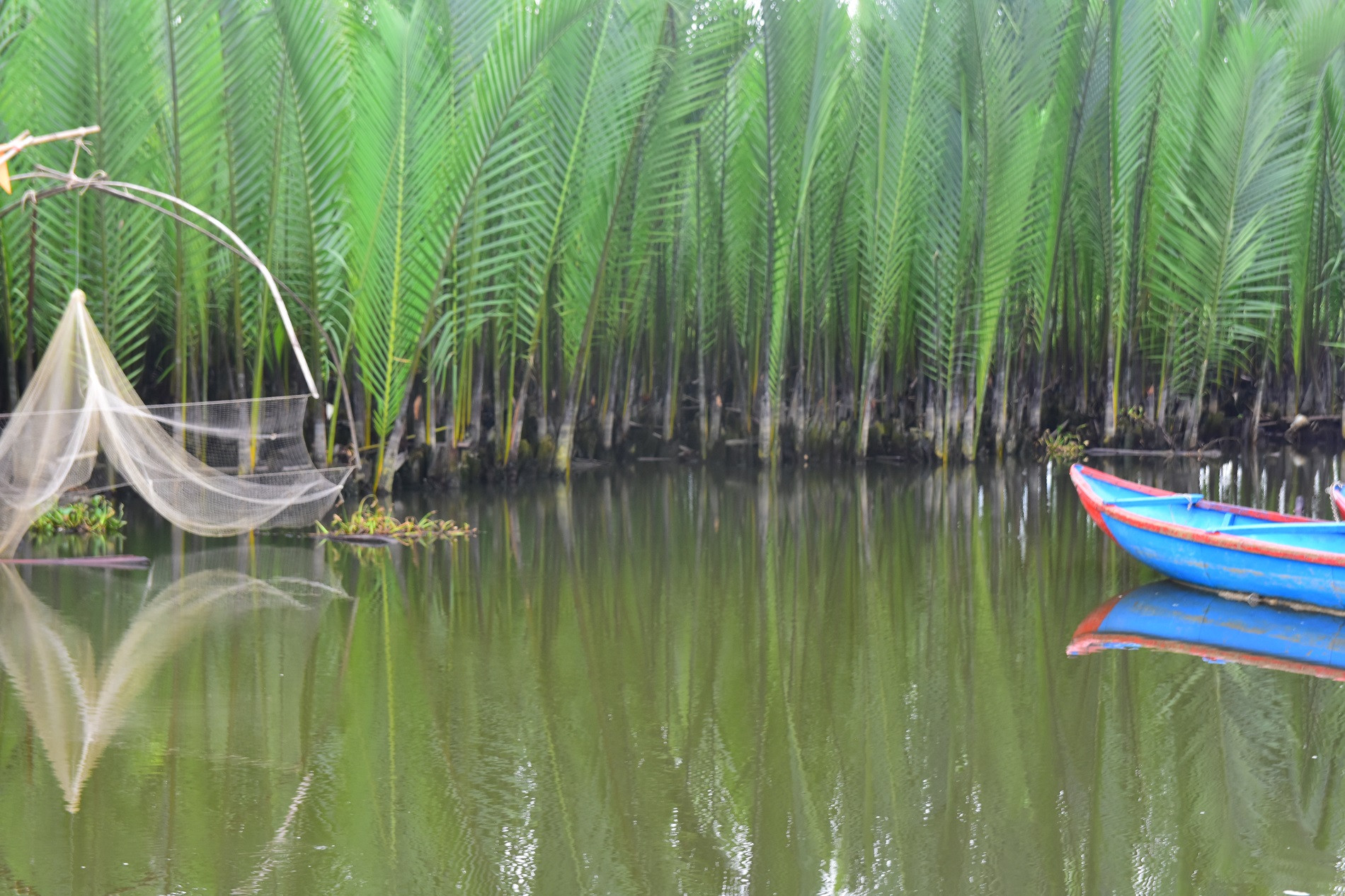 H2. Tĩnh lặng rừng dừa nước sông Kinh.JPG