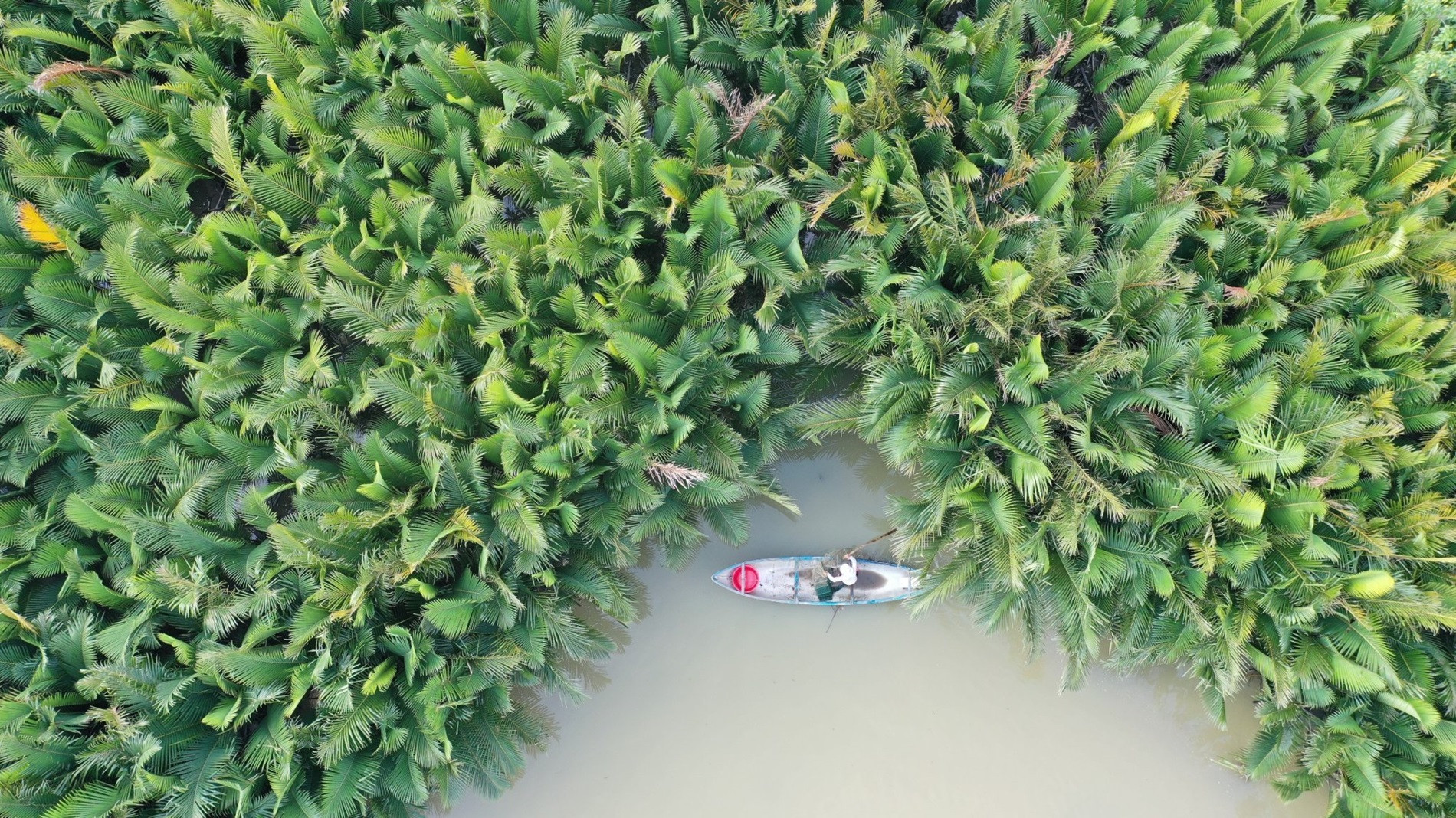 H7. Rừng dừa sông Kinh nhìn từ trên cao.jpg