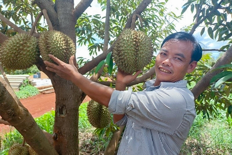 Người đàn ông trồng quả toàn gai trên khu đất cằn ở Gia Lai, thu 15 tỷ đồng/năm