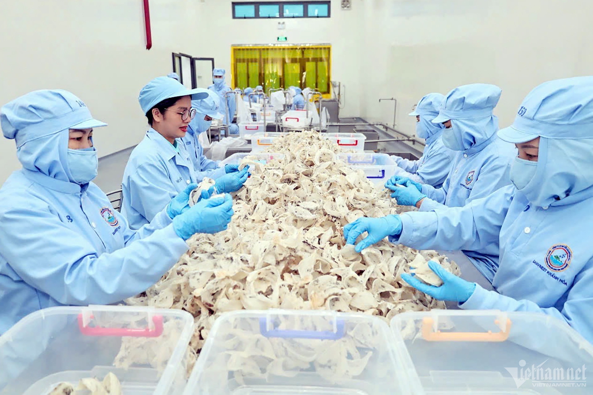 W-yen sao khanh hoa 1.jpg