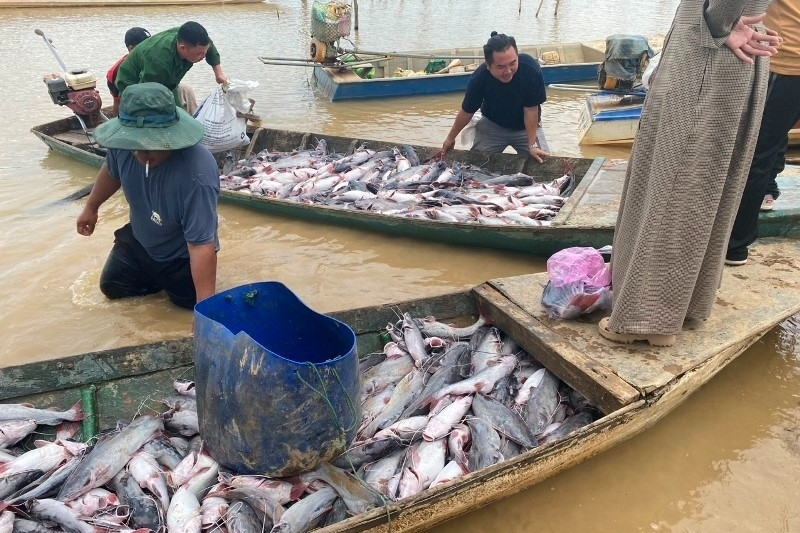 Hàng chục tấn cá chết bất thường trong lòng hồ thủy điện Ia Ly