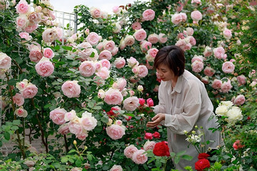 Người phụ nữ Việt trồng vườn hồng ở Nhật, ai đi qua cũng nán lại ngắm