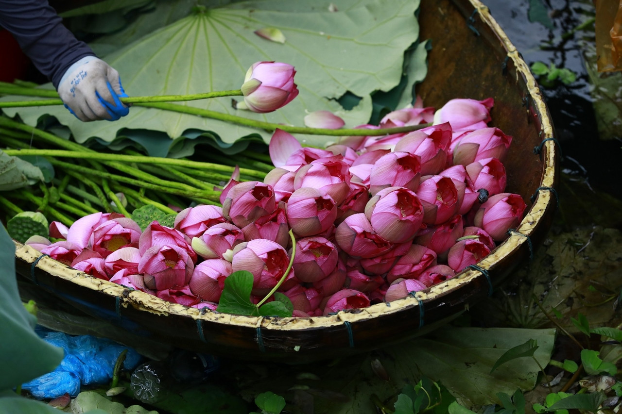 Sen Hồ Tây, từ vẻ đẹp thanh khiết đến hương làm trà sen độc đáo