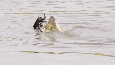 Vượt sông, linh dương đầu bò thoát khỏi cú ngoạm của cá sấu trong gang tấc
