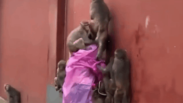 Video du khách bị đàn khỉ tấn công gây sốt