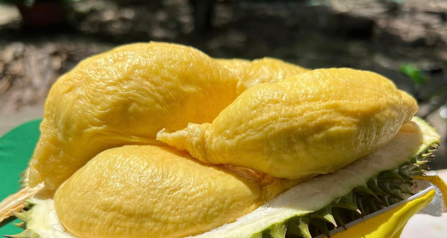 Mẹo xử lý và cách chế biến sầu riêng bị sượng thành món ngon