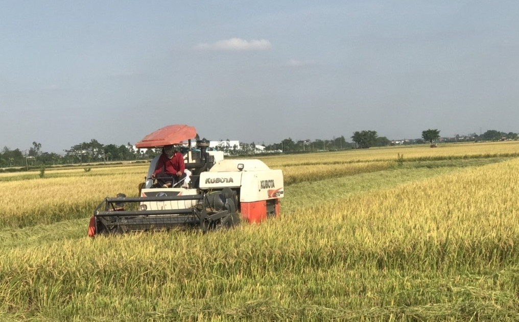 nam dinh nang suat lua vu xuan 2024 uoc dat gan 70 taha 182337213.jpg