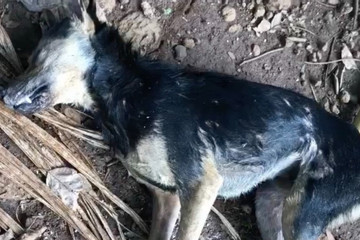 Chó lạ tấn công 4 người ở Đắk Lắk bị mắc bệnh dại