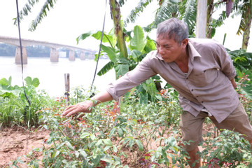 Sạt lở lớn chưa từng có, nông dân bất lực nhìn gia sản trăm triệu trôi sông