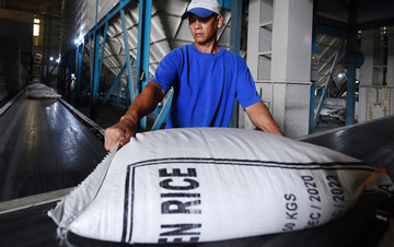 Doanh nghiệp bán ‘đại hạ giá’, gạo Việt lao dốc về mức thấp nhất thế giới