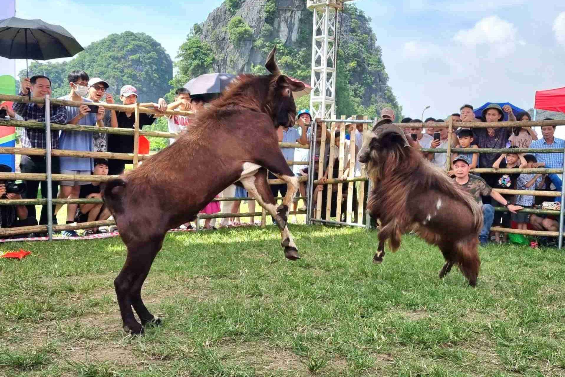 Cuộc thi có 1-0-2 ở Ninh Bình, 16 'đấu sĩ' tranh tài nảy lửa, đốn tim du khách