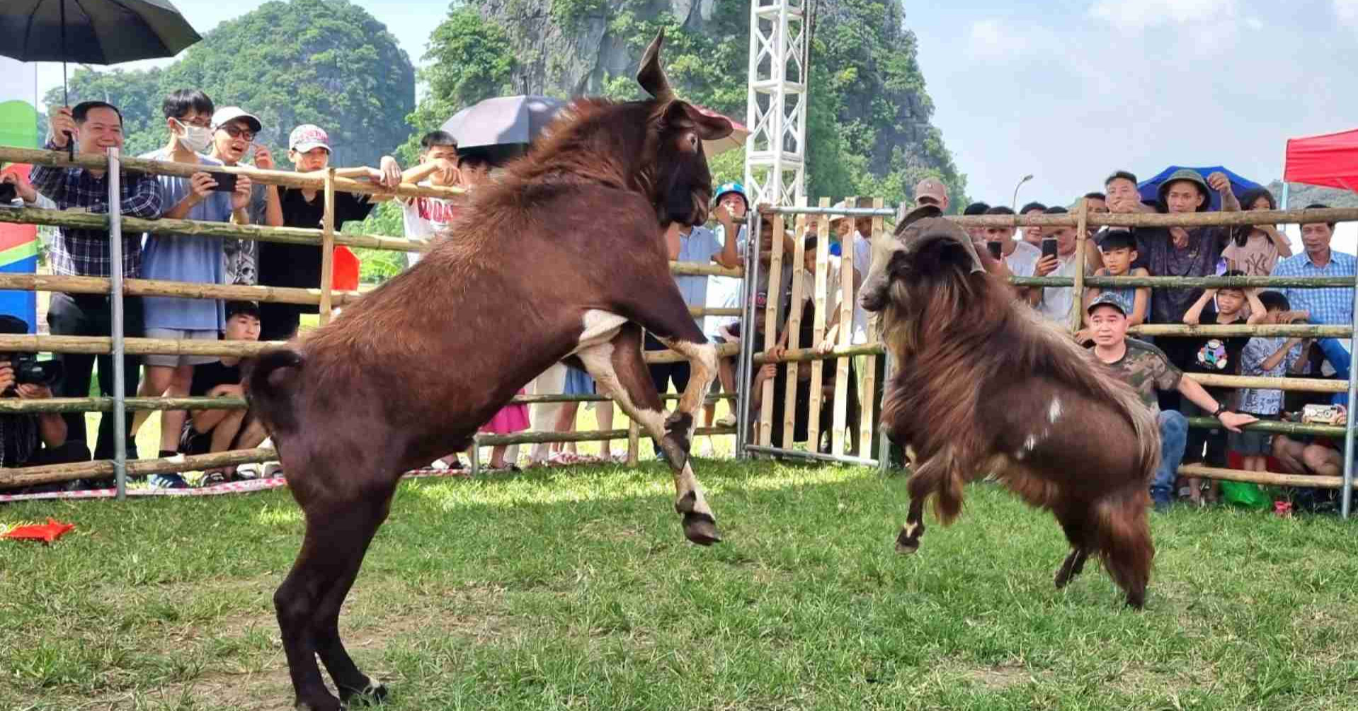 Cuộc thi có 1-0-2 ở Ninh Bình, 16 &amp;apos;đấu sĩ&amp;apos; tranh tài nảy lửa, đốn tim du khách