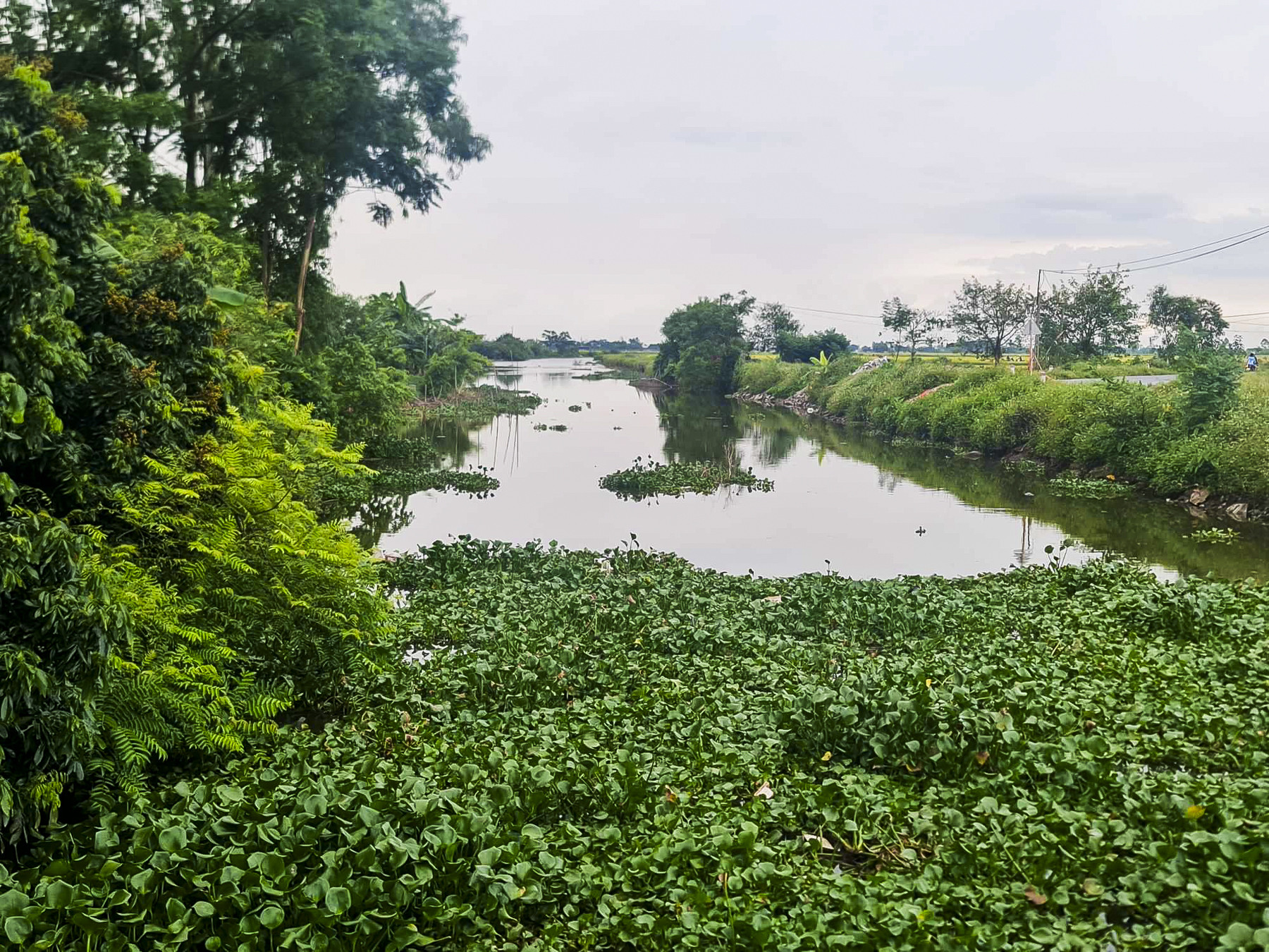 Thái Bình chết nguoi .jpeg