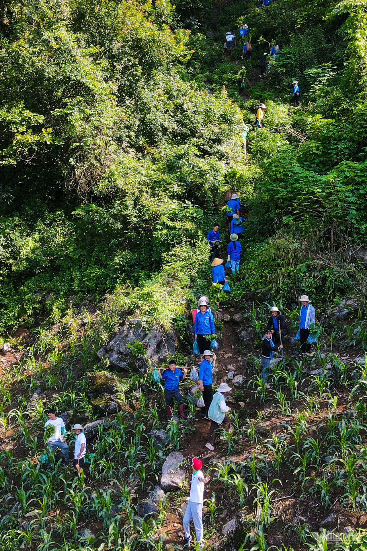 W-Trồng rừng Sơn La (13).jpg