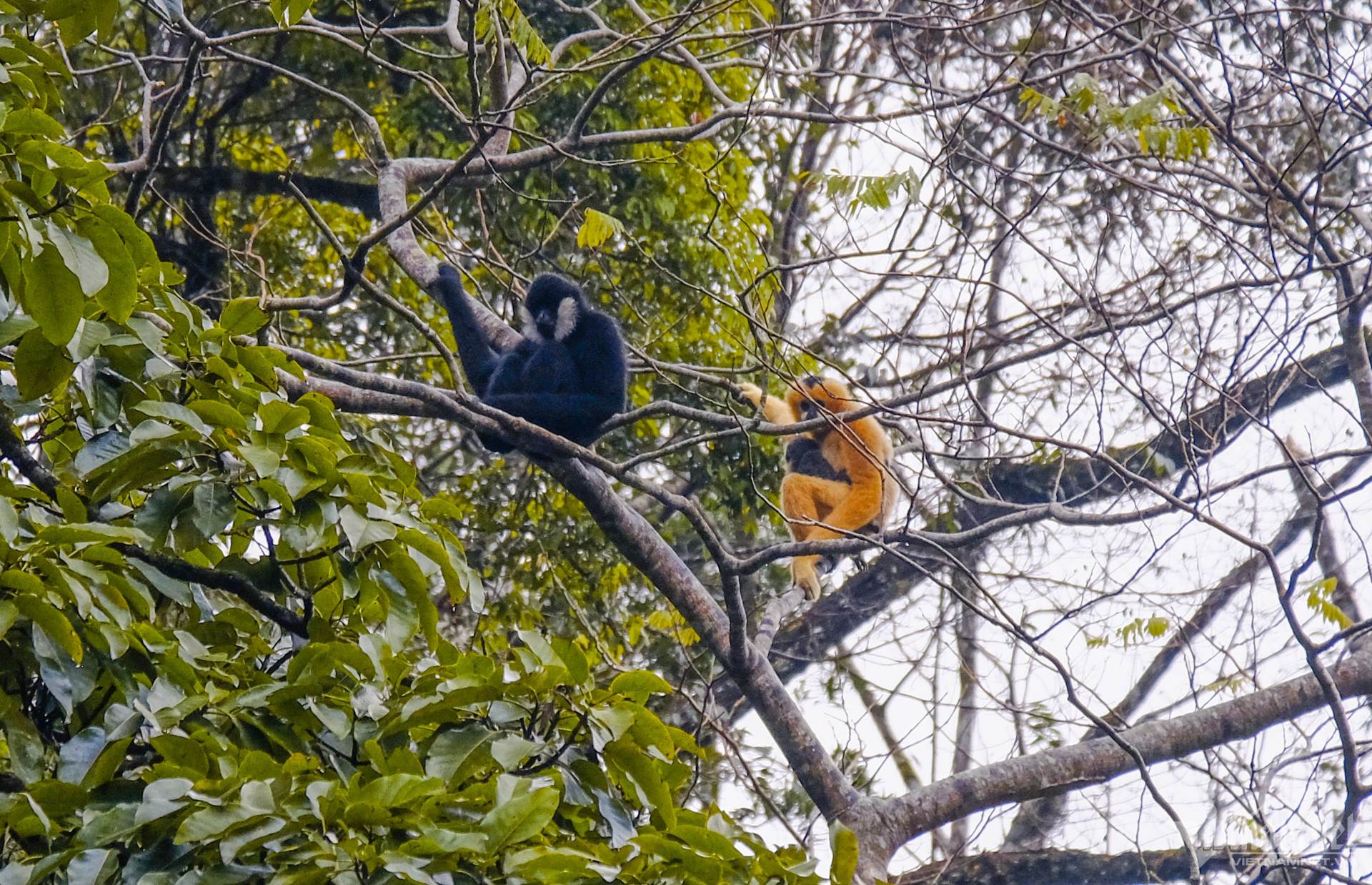 W-trông rừng sơn la (5).jpg