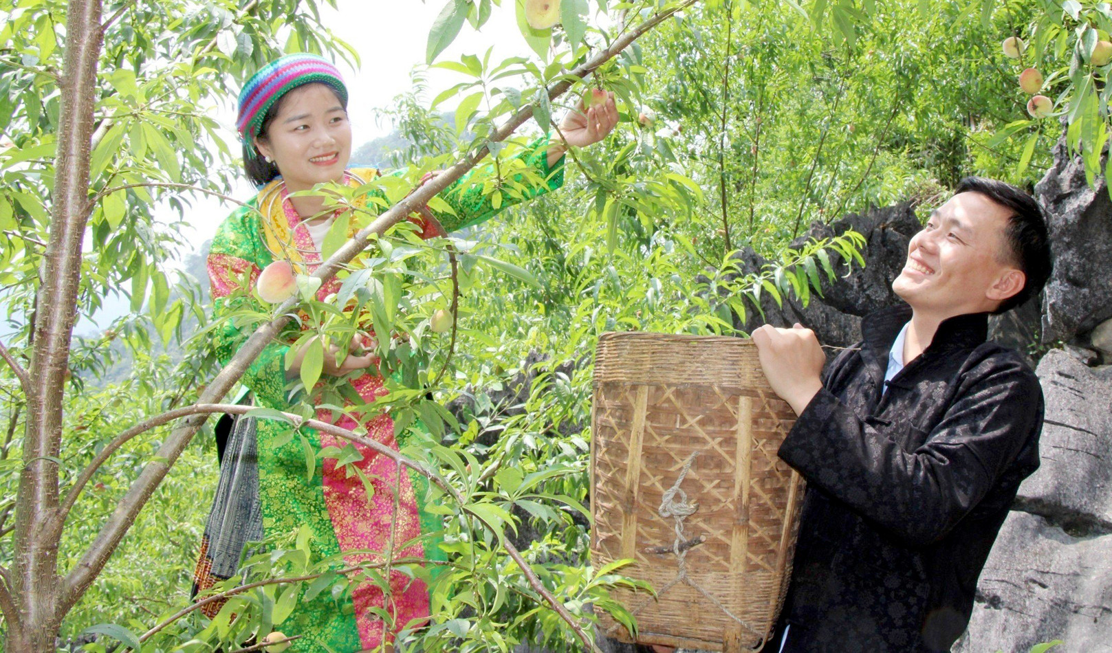 Loại quả màu rực rỡ trong hốc đá, sơn nữ mang gùi đi hái khiến du khách ngẩn ngơ