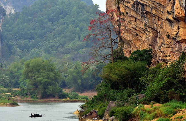 3Hoa gạo vùng cao. Ảnh Lê Hiếu.webp