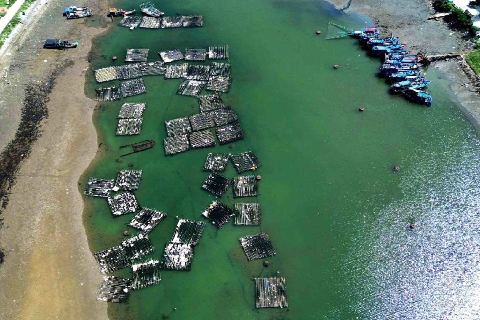 Âu trú bão ở Thanh Hóa bị người dân chiếm dụng, đặt lồng nuôi cá