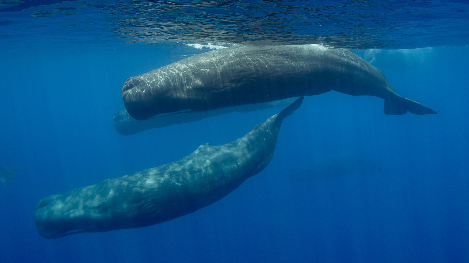 cá nhà táng 1.jpg