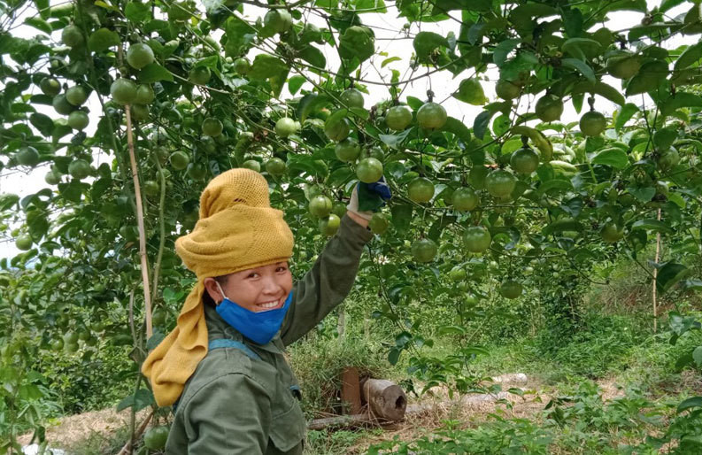 Hàng loạt nông sản Việt xuất khẩu sang Trung Quốc nhận tin vui