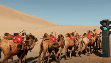 Lắp đèn giao thông đặc biệt dành cho lạc đà, khách ùn ùn kéo về khu du lịch