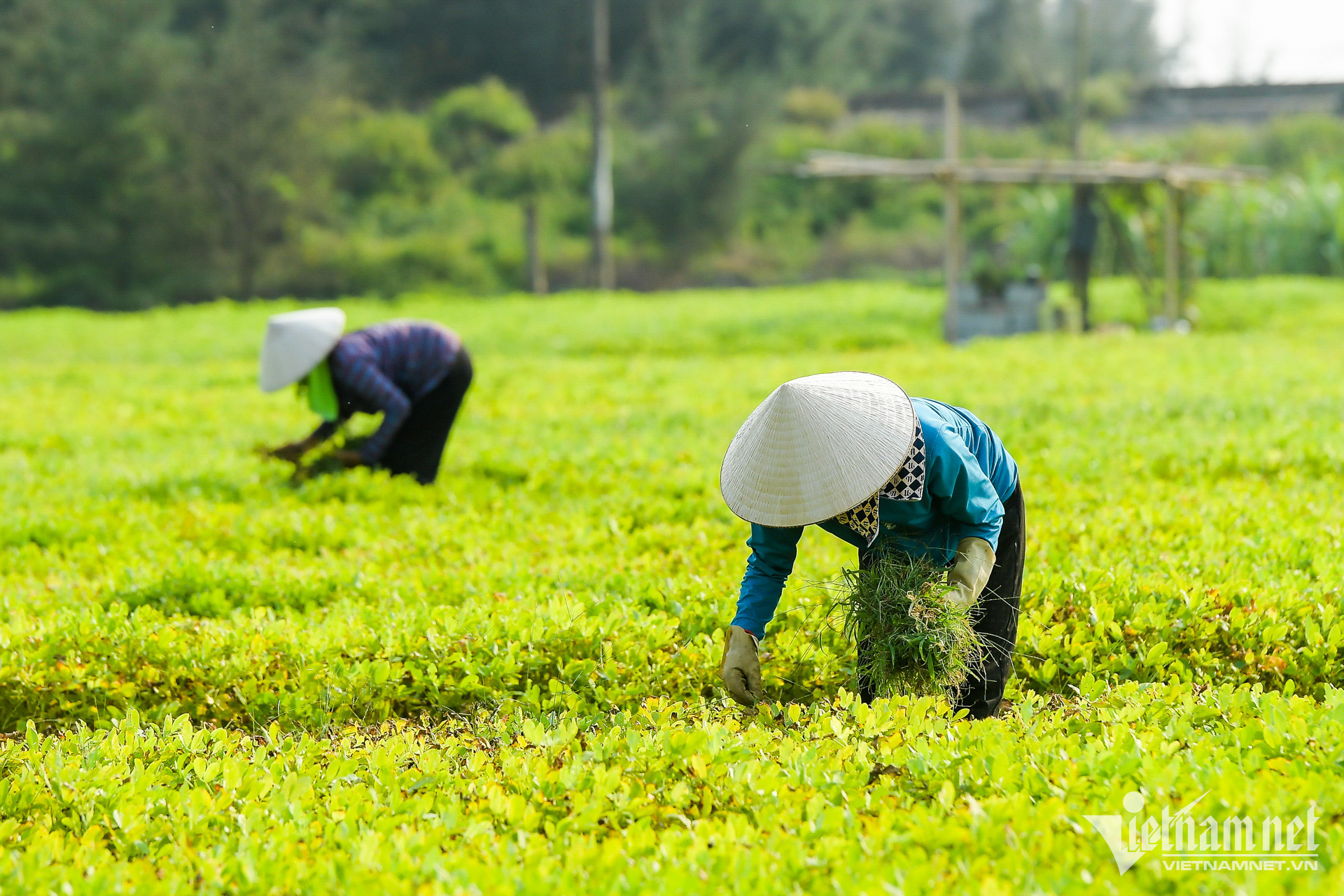 lang xoa sổ_14.jpg