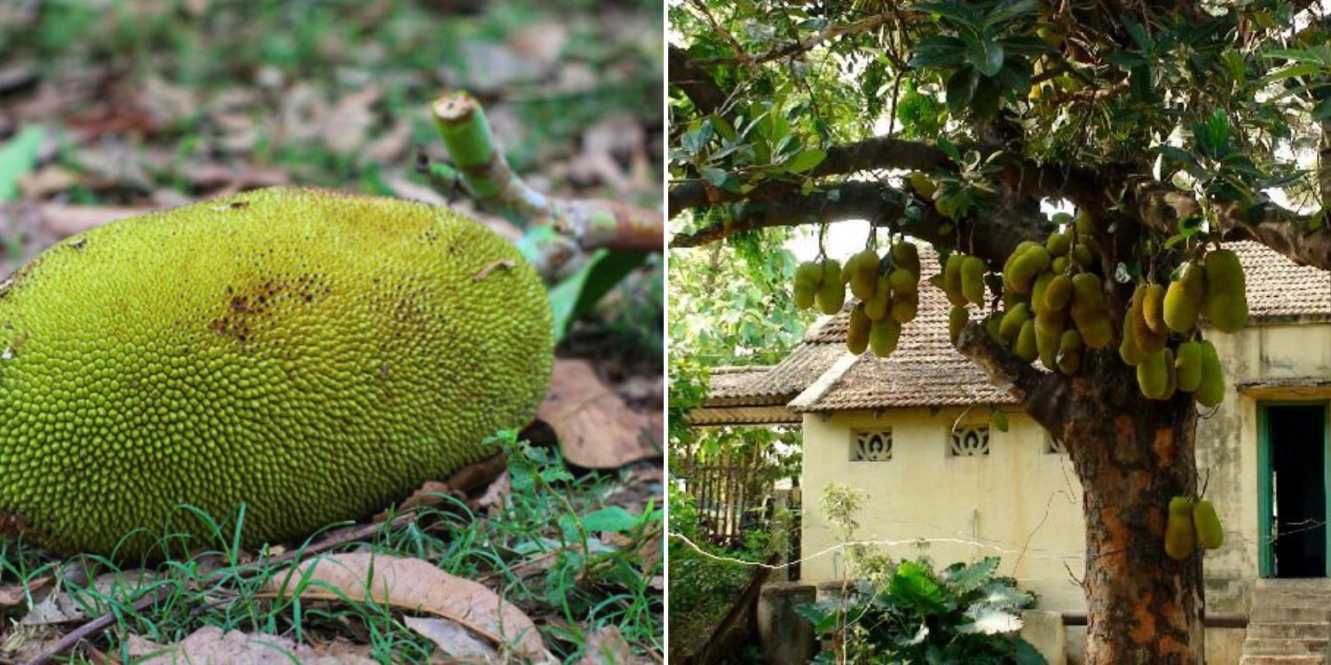 Jackfruit death thailand.jpg