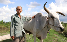 Lão nông miền Tây hơn 20 năm làm điều lạ lùng trả ơn trâu bò