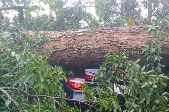 Cây cổ thụ bật gốc đè bẹp xế hộp đỗ trên vỉa hè