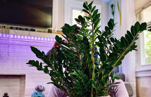 5 loại cây nên trồng ở phòng khách dễ chăm, hợp phong thuỷ