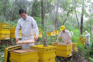 Shopee livestream quảng bá đặc sản mật ong Tam Đảo xuất khẩu