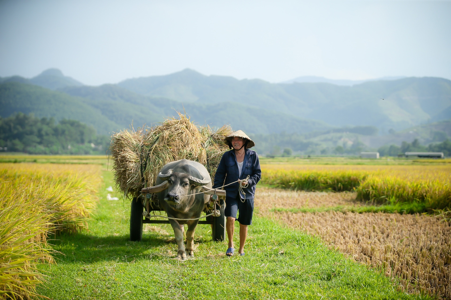 Bất ngờ về nguồn phát thải khí mê-tan từ trồng lúa