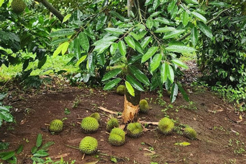 Công an truy tìm kẻ phá hoại hàng loạt cây sầu riêng sắp thu hoạch ở Đắk Lắk
