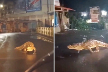 Cá sấu 'tản bộ' gây náo loạn đường phố Ấn Độ sau mưa lớn