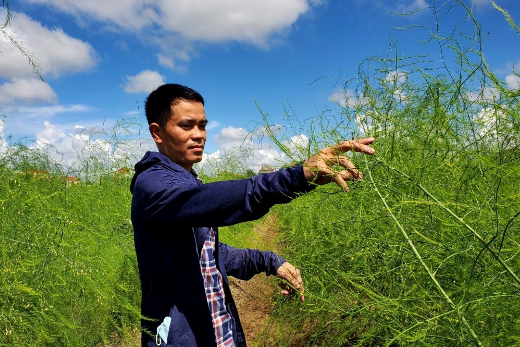 Đầu tư trồng măng tây, thu lãi tiền triệu mỗi ngày