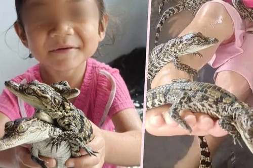 Mẹ bị chỉ trích vì để con gái 4 tuổi nô đùa với hàng trăm con cá sấu
