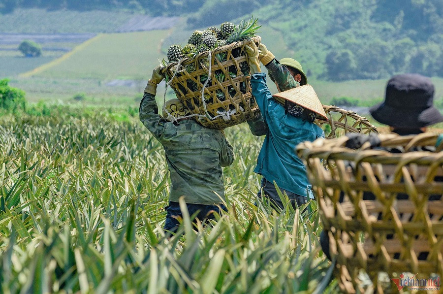 B17_A1_Thanh Hoa.jpg