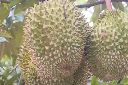Lâm Đồng: Chú trọng phát triển sản phẩm OCOP để xây dựng nông thôn mới giàu mạnh