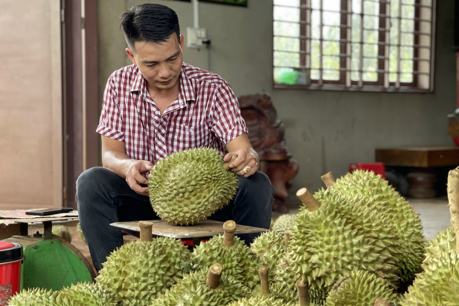 Trung Quốc làm sầu riêng nhiều năm thất bại, Việt Nam xuất khẩu thu loạt kỷ lục