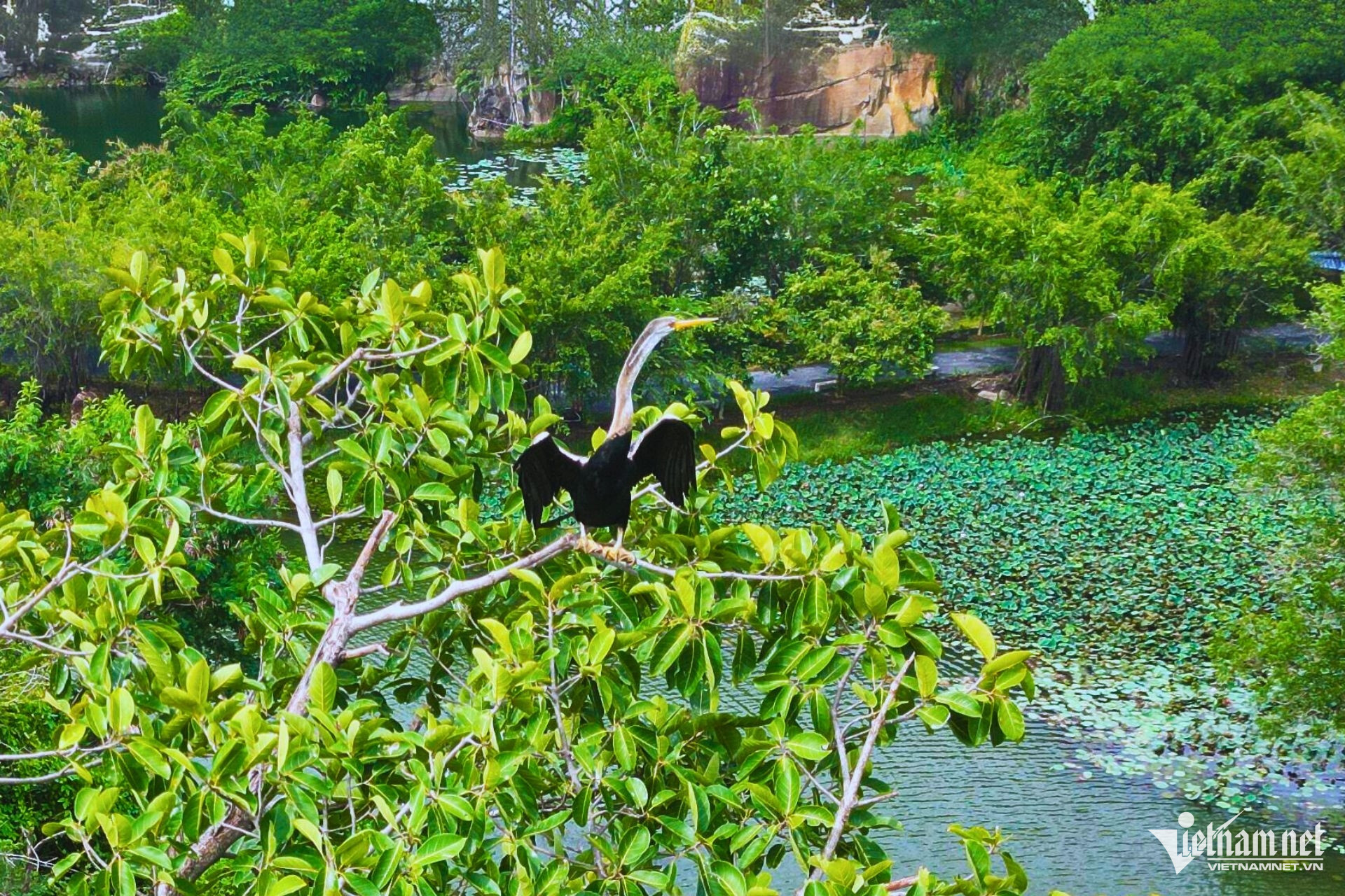 W-chim co ran dong nai1.jpg