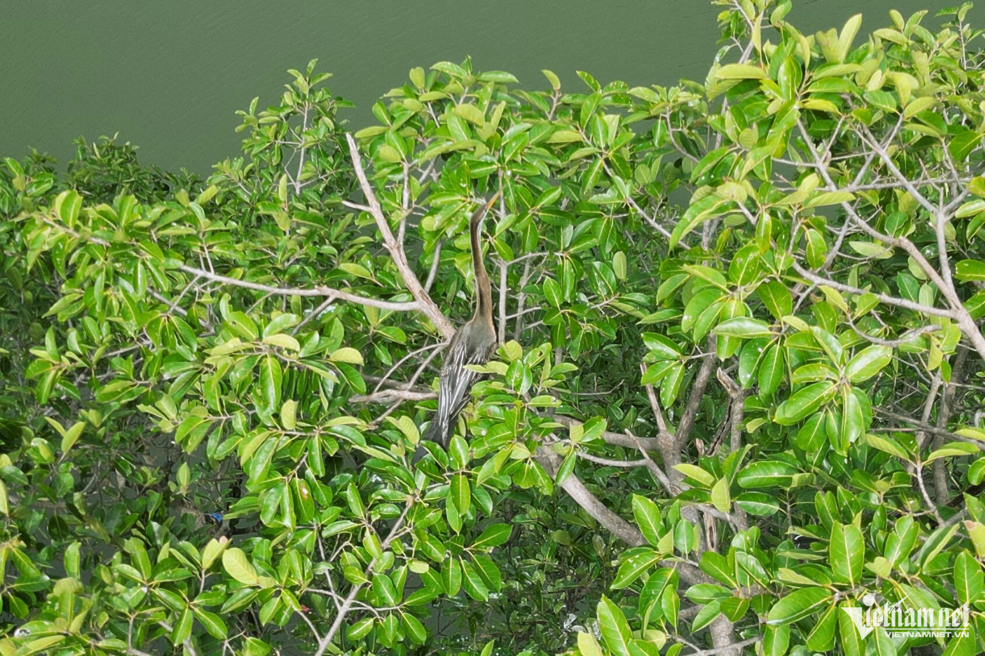 W-chim co ran dong nai9.jpg