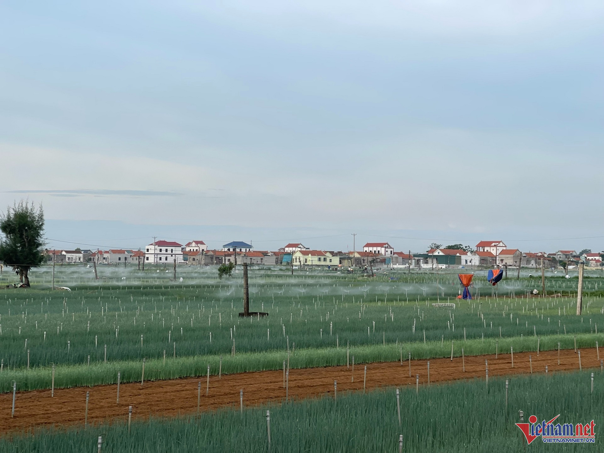 W-IMG_E5149 Quỳnh minh used.jpg