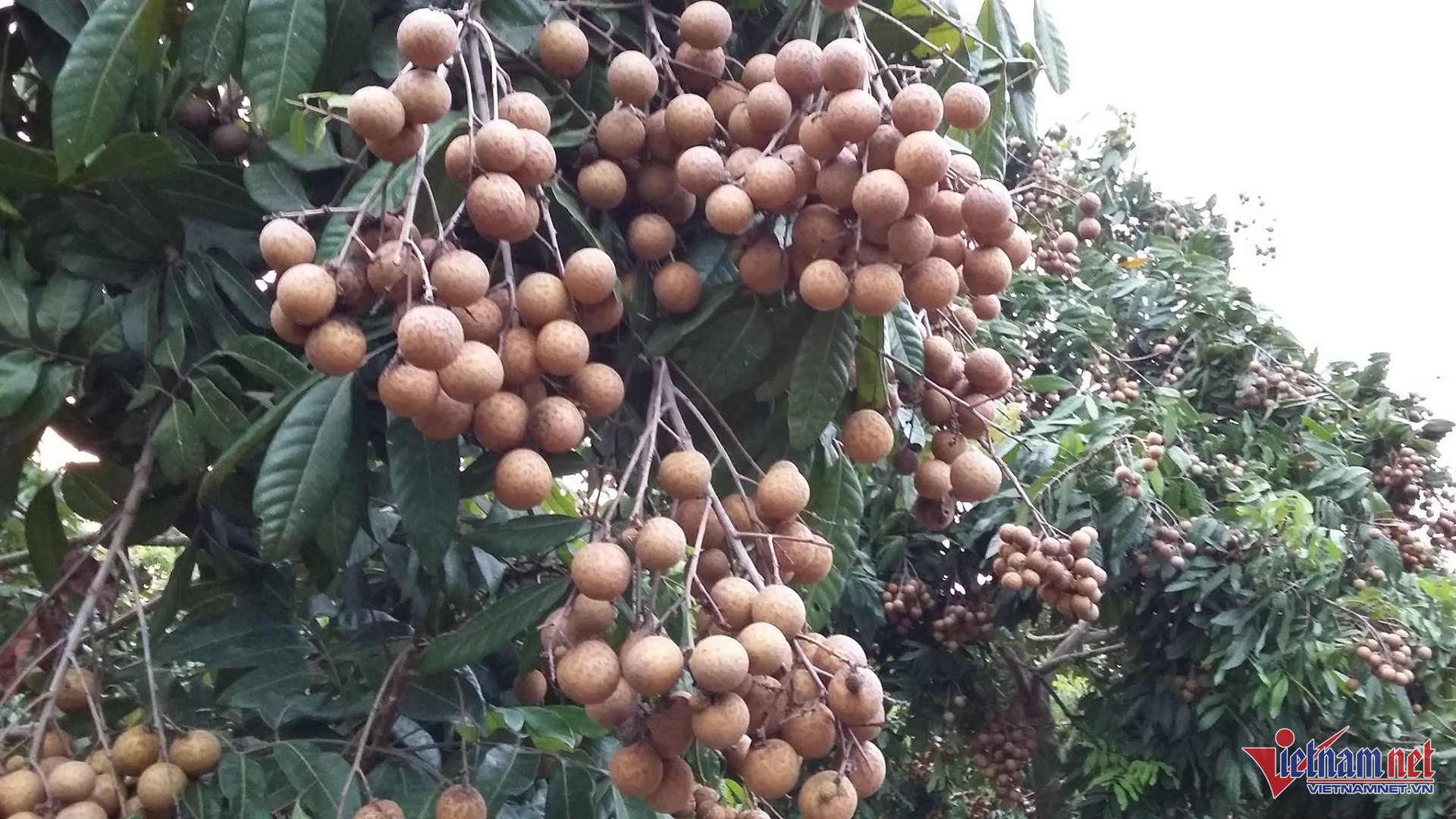 W-nhãn Hưng Yên.jpg