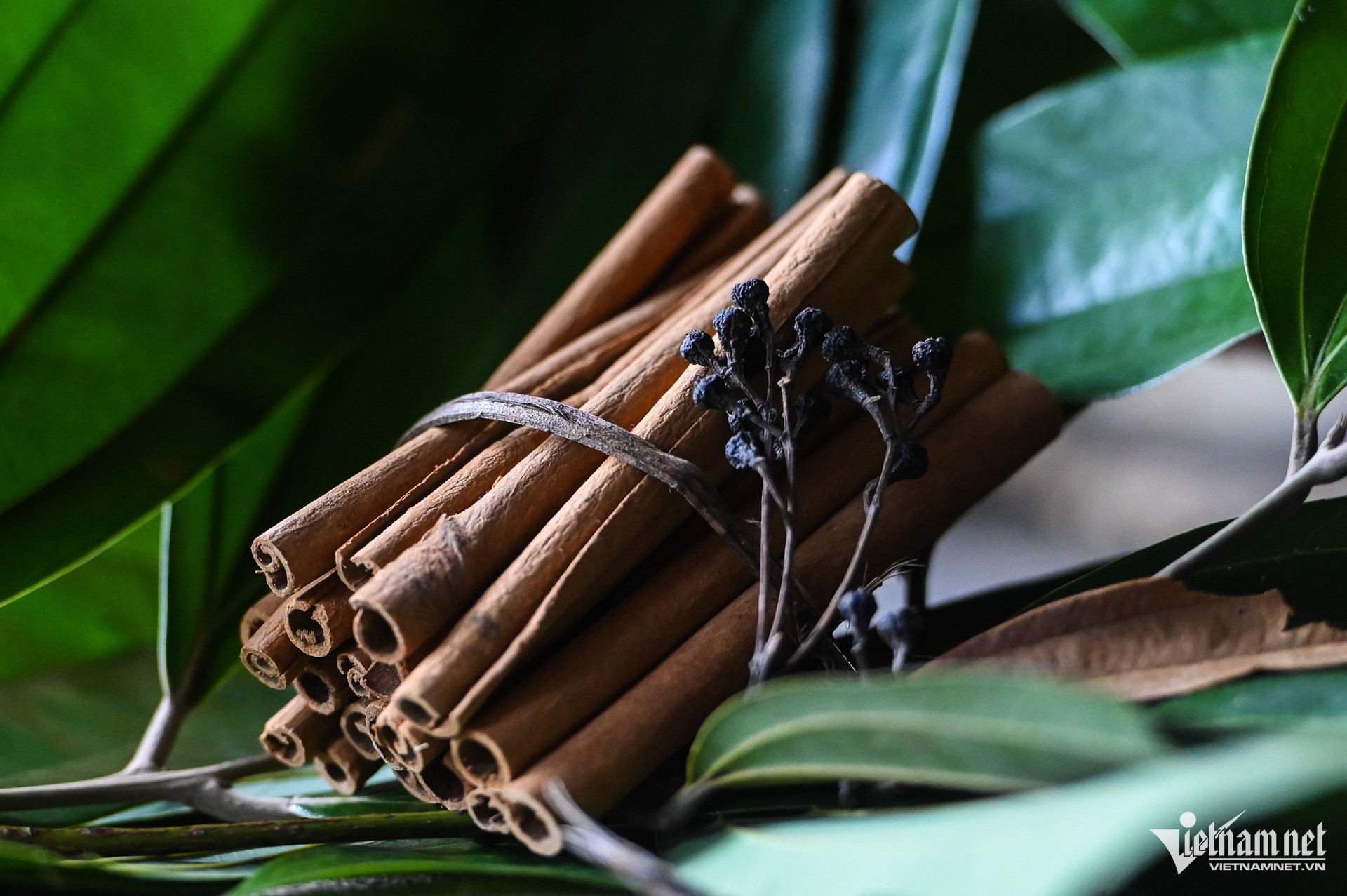 W-Trồng quế Yên Bái (14).jpg