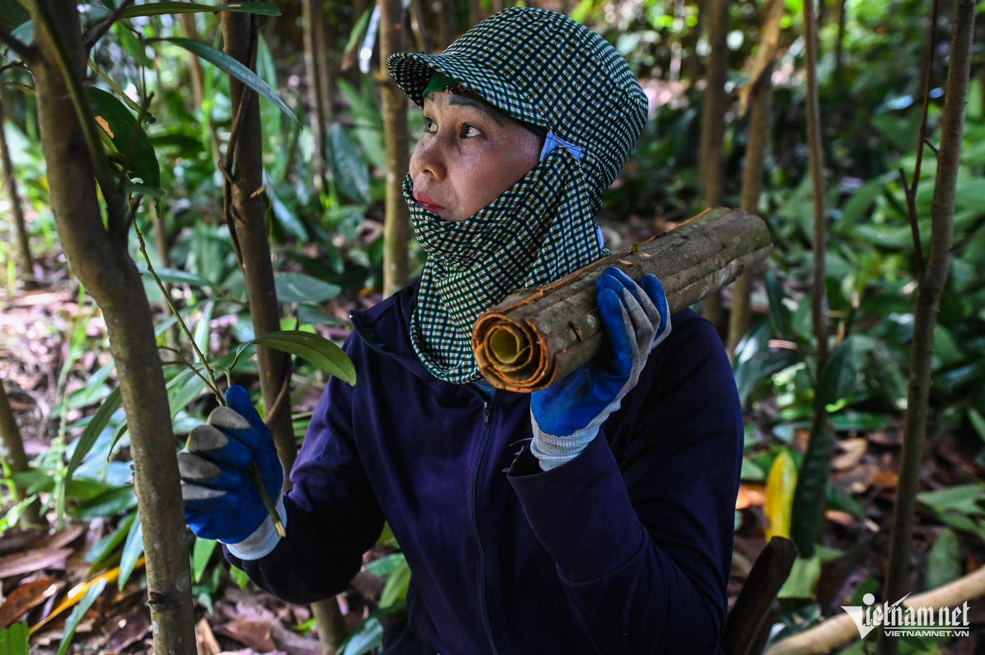 W-Trồng quế Yên Bái (16).jpg