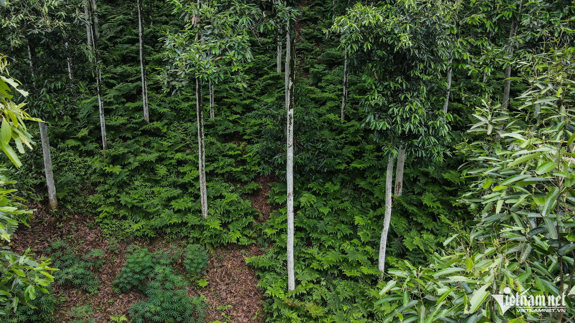 W-Trồng quế Yên Bái (3).jpg