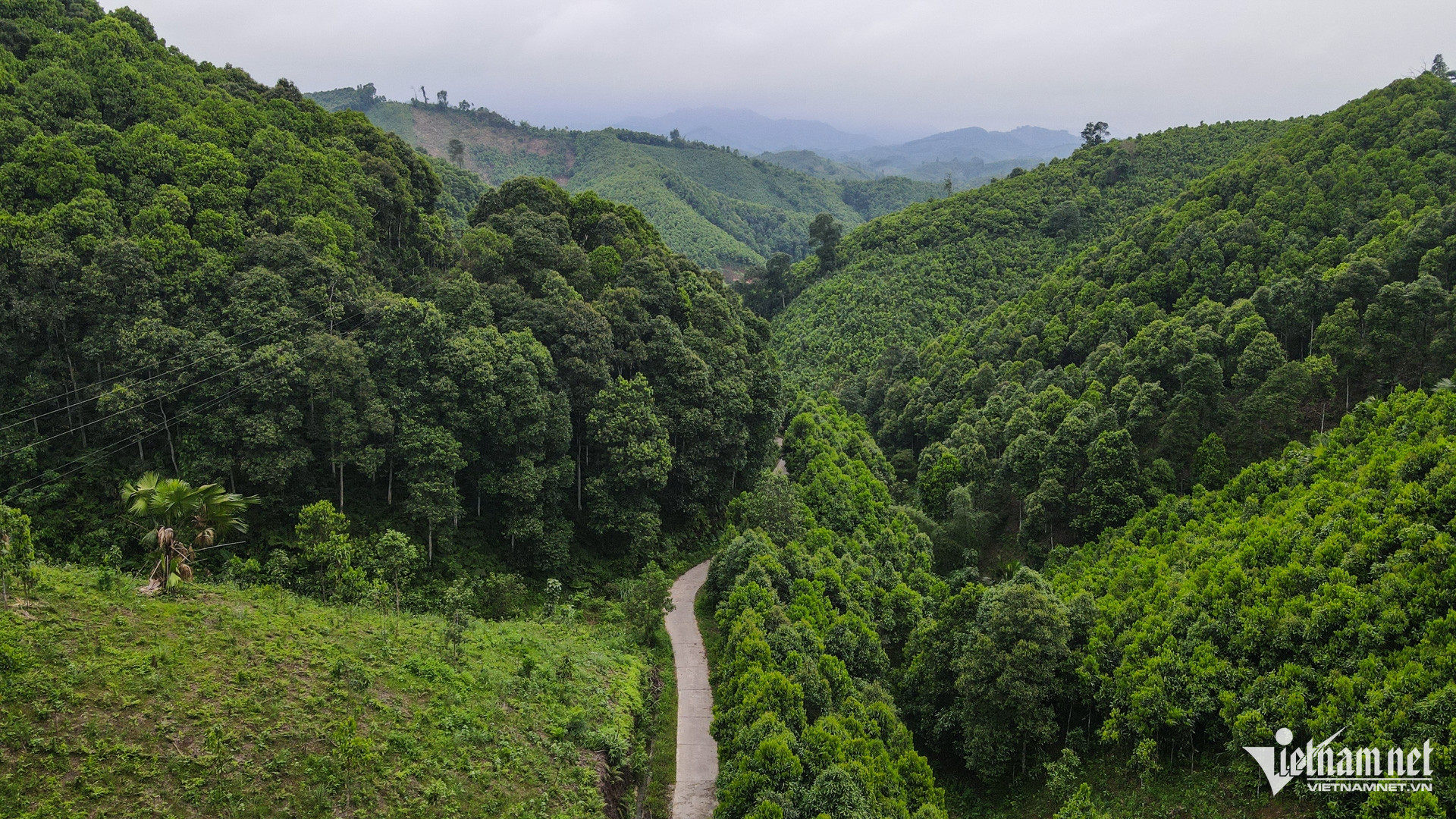 W-Trồng quế Yên Bái (4).jpg