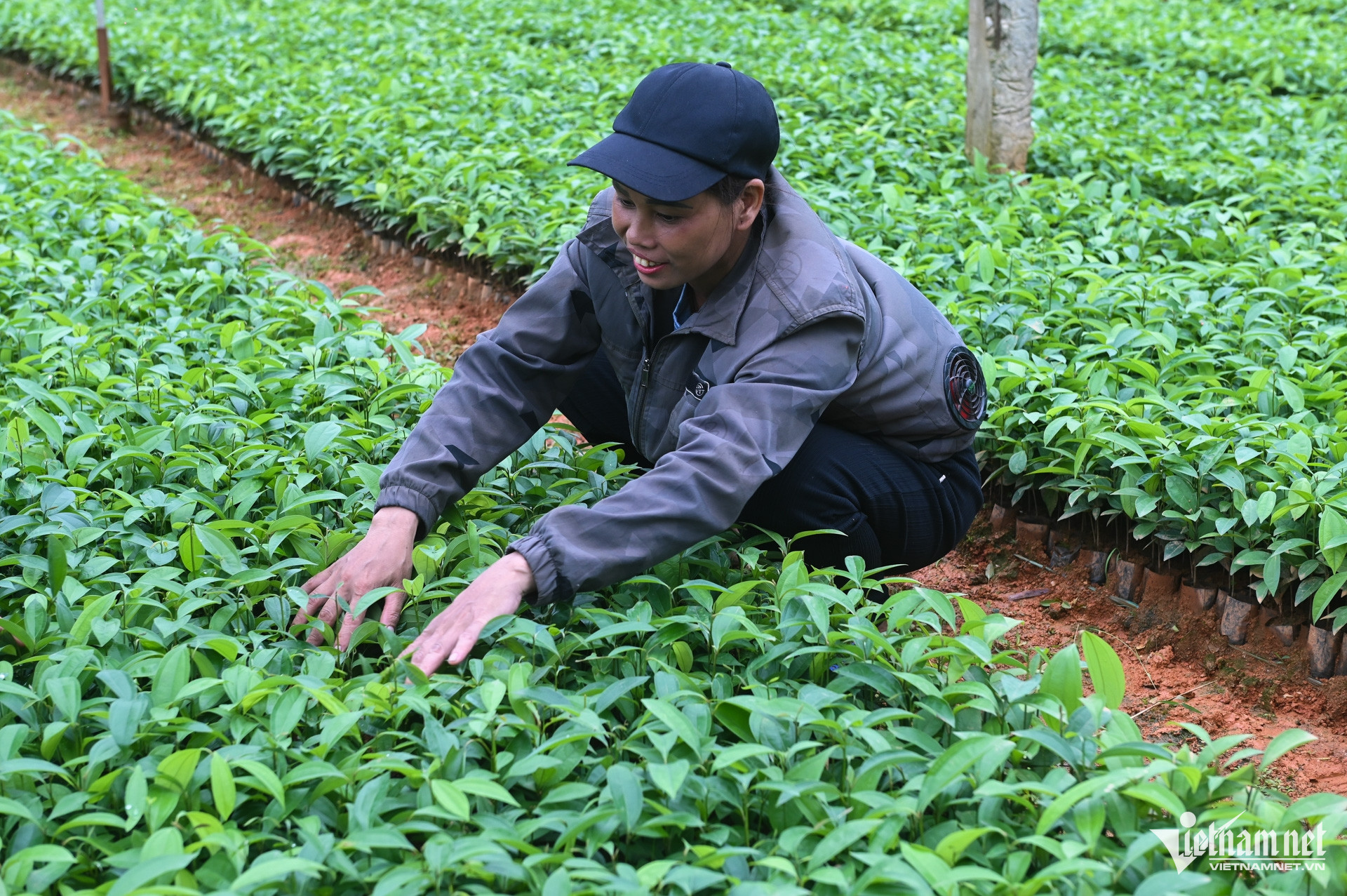 W-Trồng quế Yên Bái (5).jpg