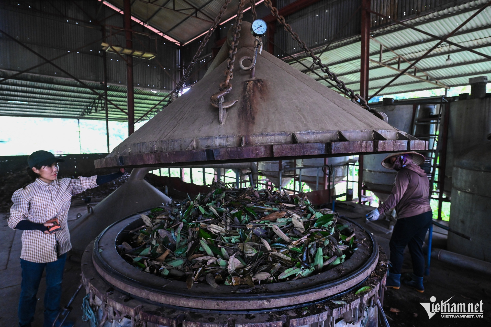 W-Trồng quế Yên Bái.jpg